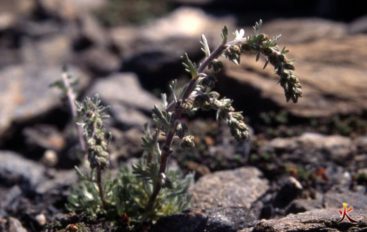 yakasurvie Fleur de génépi au mois d'aout