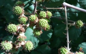 Ronces pas mûres, plantes comestibles