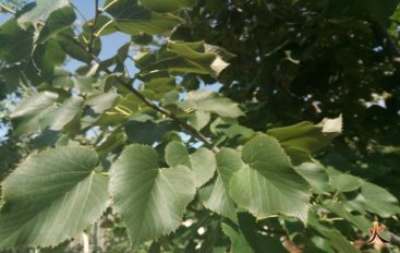 Au printemps, mangez des feuilles de tilleul !