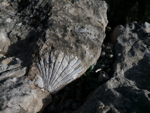 fossile yakasurvie decouverte
