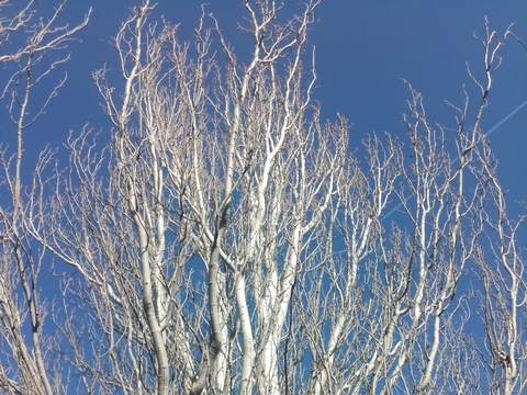 fondation yakasurvie arbre