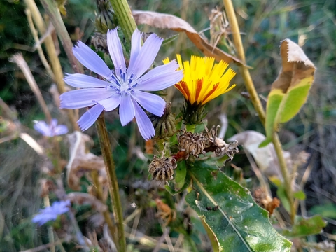 fondation yakasurvie fleurs